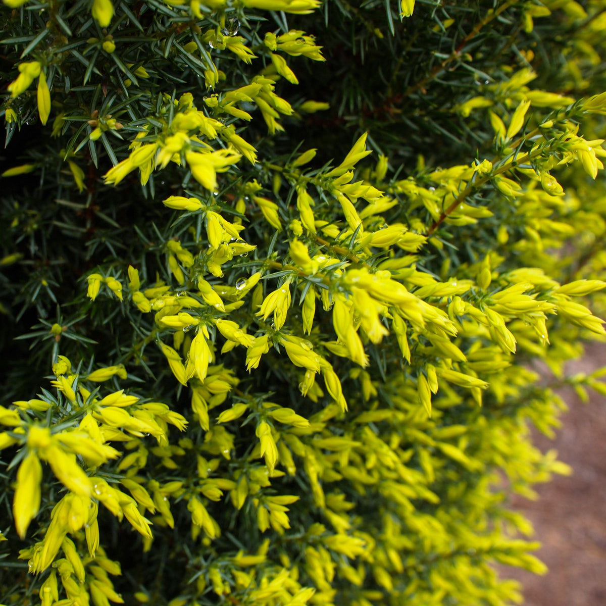 Juniperus communis 'Gold Cone'  - Gold Cone Juniper