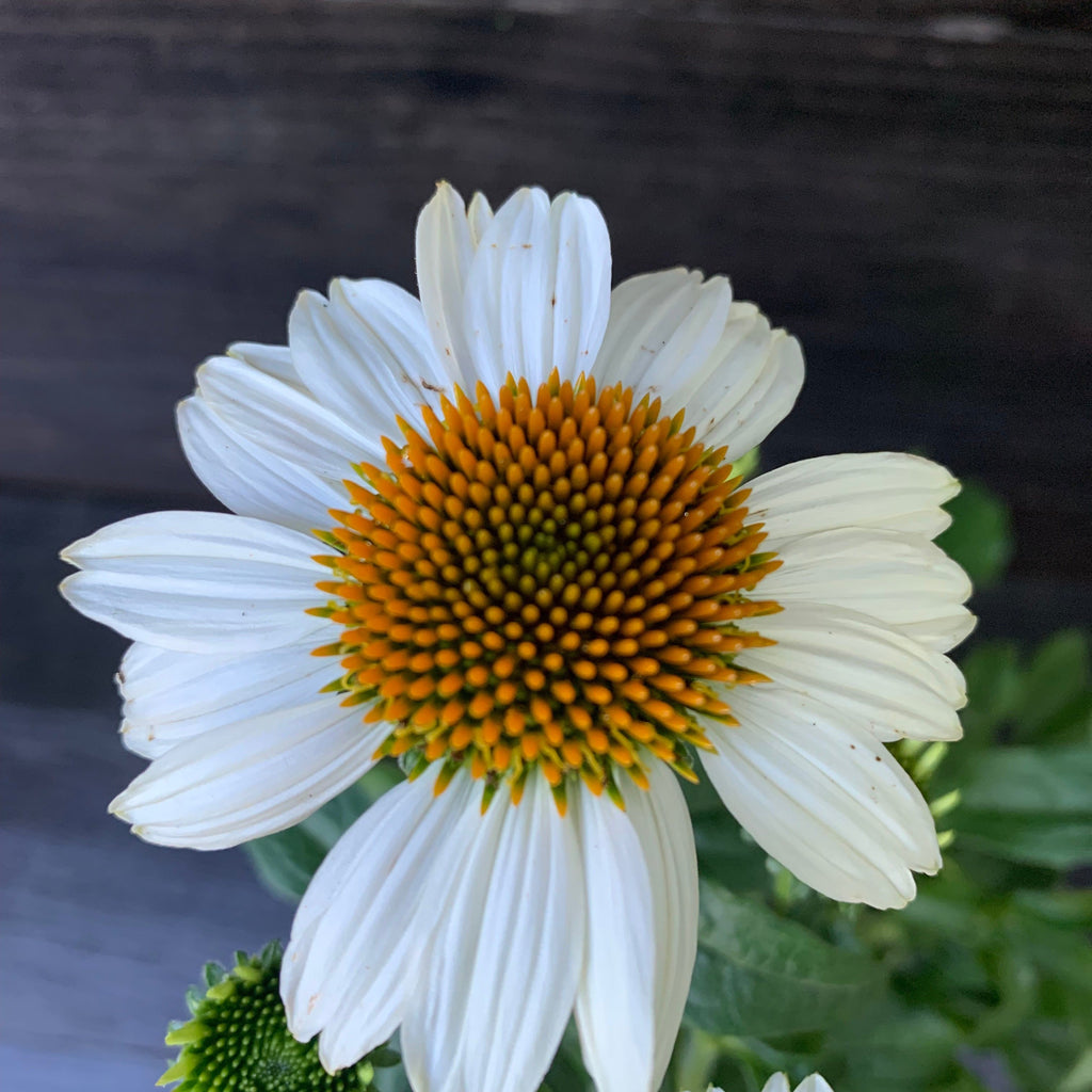 Echinacea purpurea 'PowWow White'  - PowWow® White Echinacea, Coneflower