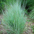 Schizachyrium scoparium  - Little Bluestem