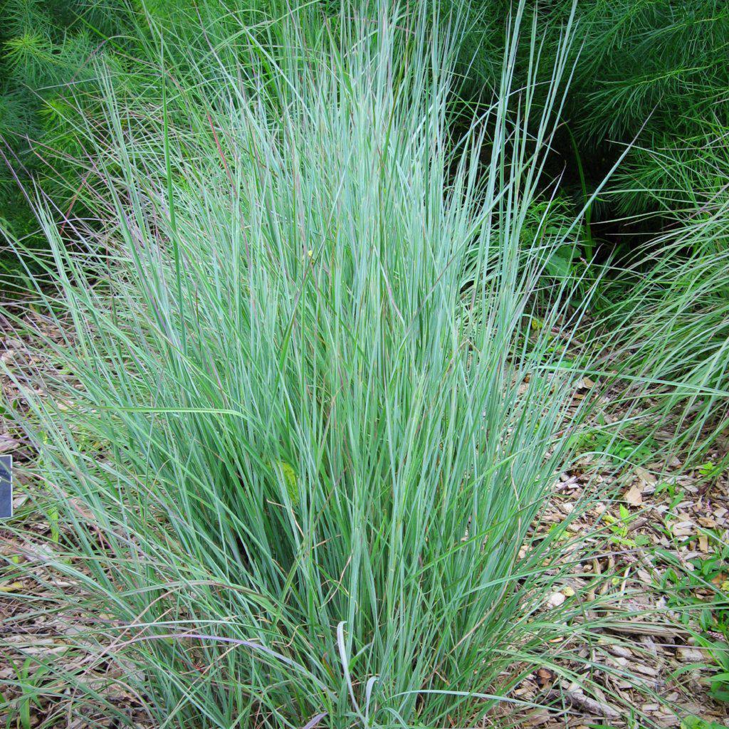 Schizachyrium scoparium  - Little Bluestem