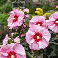 Hibiscus 'Cherry Choco Latte'  - Summerific® Cherry Choco Latte Hibiscus