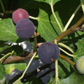 Ficus carica 'Chicago Hardy'  - Chicago Hardy Fig