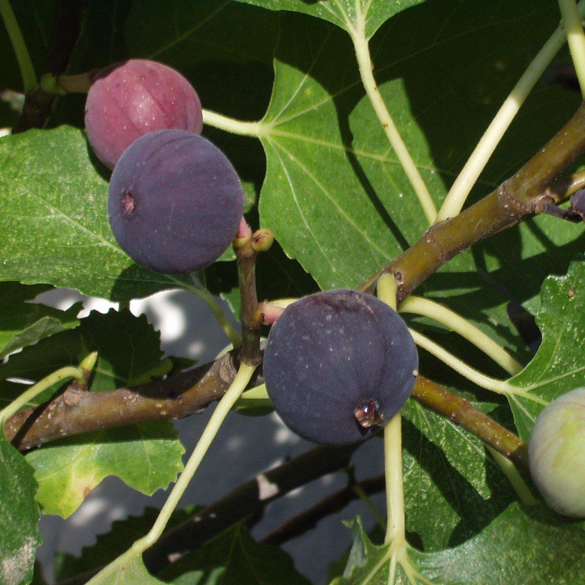 Ficus carica 'Chicago Hardy'  - Chicago Hardy Fig