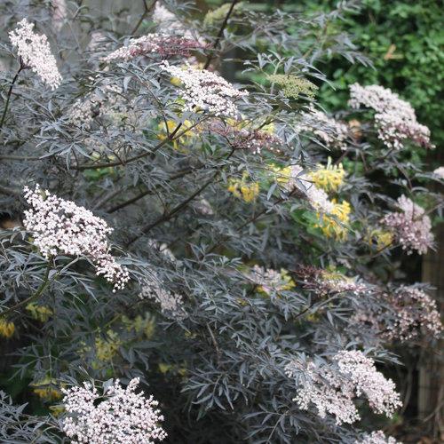 Sambucus nigra 'Eva'  - Black Lace® Elderberry