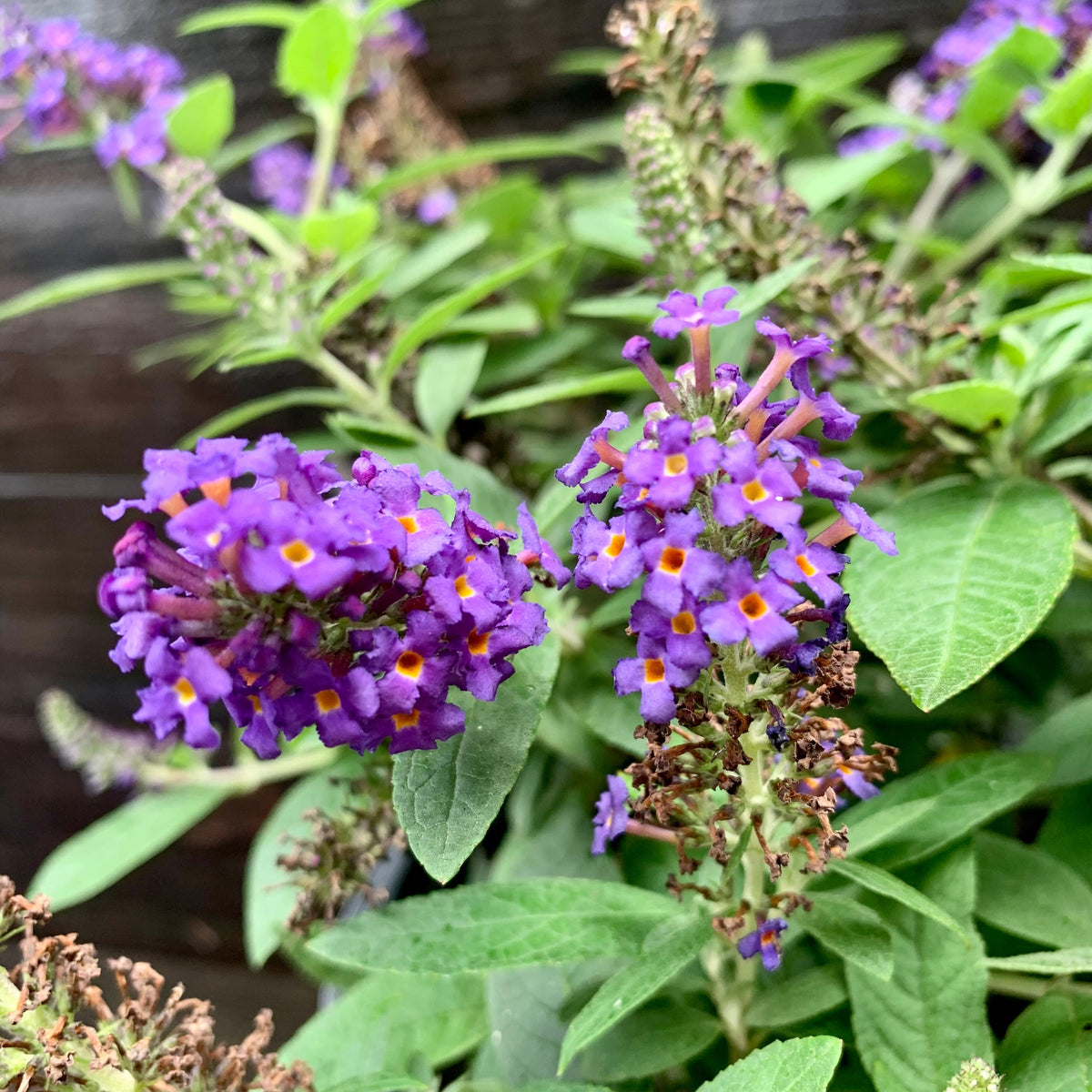 Buddleia davidii 'SMNBDBT' PP#28,794  - Pugster Blue® Dwarf Butterfly Bush