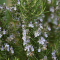 Rosmarinus officinalis 'Blue Spires'  - Blue Spires Rosemary