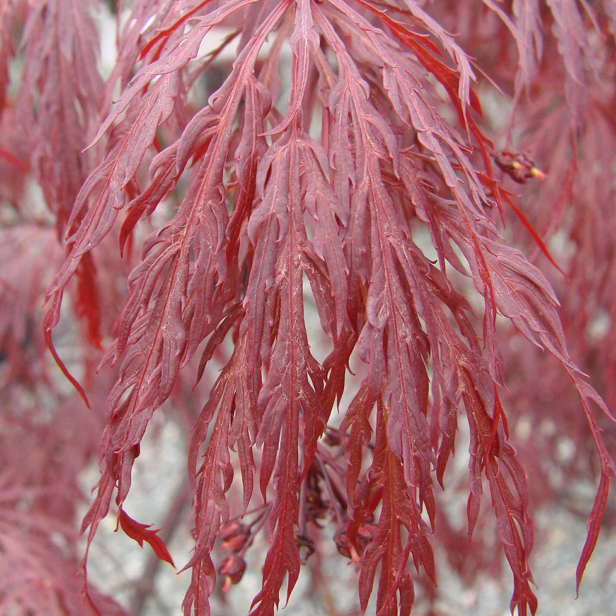 Acer palmatum var. dissectum 'Tamukeyama'  - Tamukeyama Japanese Maple