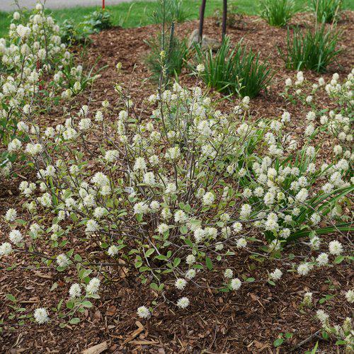 Fothergilla x intermedia 'NCFI1' USPP 34,139  - Legend of the Small® Fothergilla