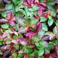 Gaultheria procumbens  - Creeping Wintergreens, Eastern Tea Berry
