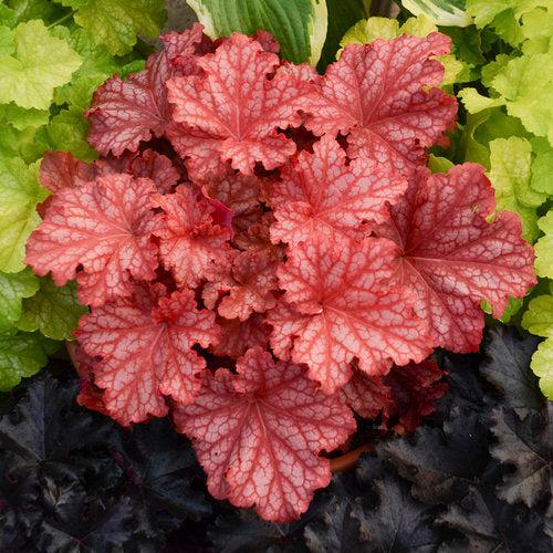 Heuchera 'Peachberry Ice'  - Primo® Peachberry Ice Heuchera