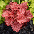 Heuchera 'Peachberry Ice'  - Primo® Peachberry Ice Heuchera