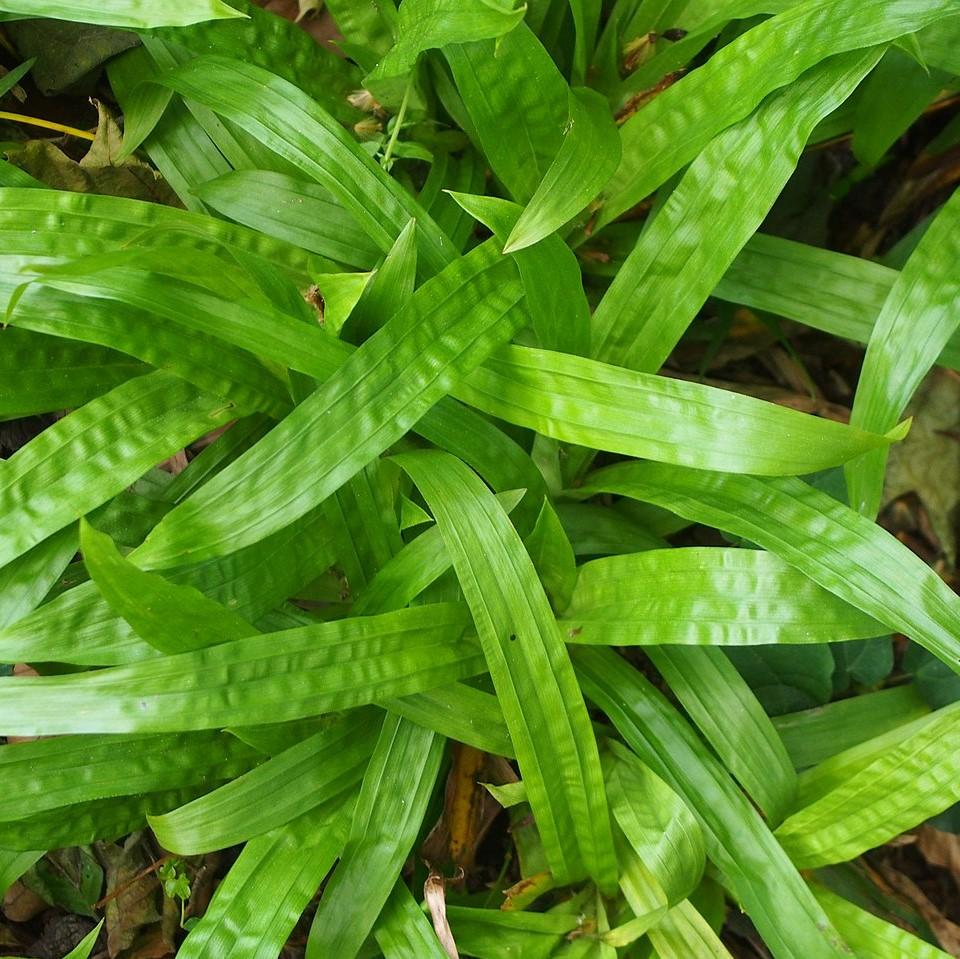 Carex plantaginea  - Seersucker Sedge