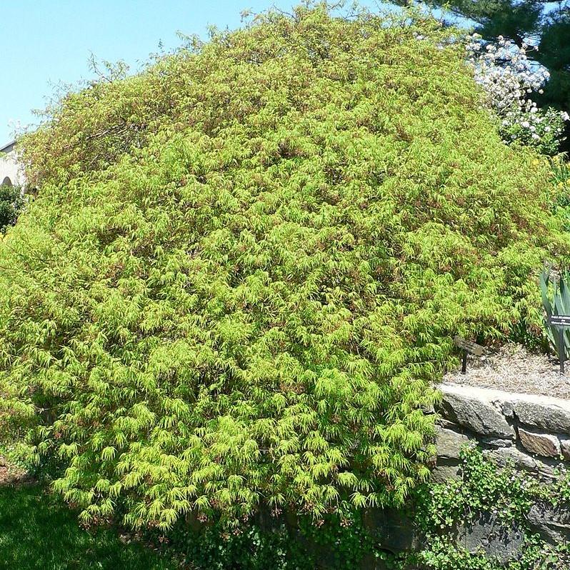 Acer palmatum var. dissectum 'Waterfall'  - Waterfall Japanese Maple