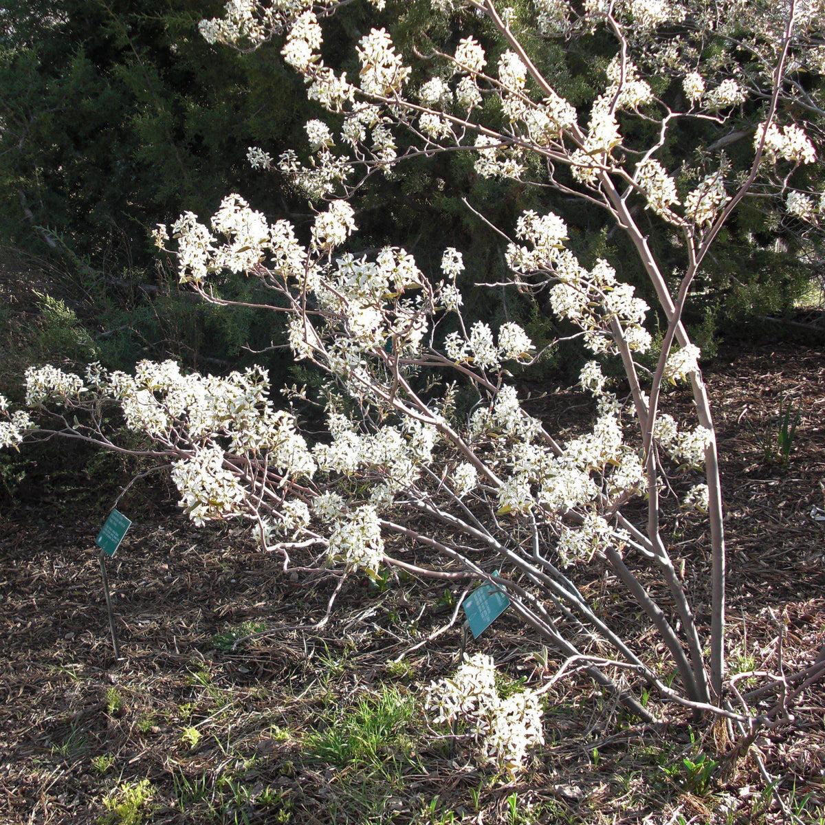 Amelanchier canadensis  - Shadblow Serviceberry