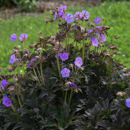 Geranium pratense 'Boom Chocolatta'  - Boom Chocolatta Cranesbill