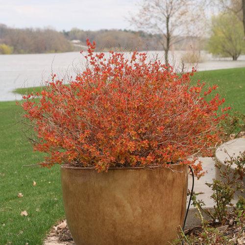 Spiraea x 'Tracy' USPP 21,588  - Double Play® Big Bang Spirea