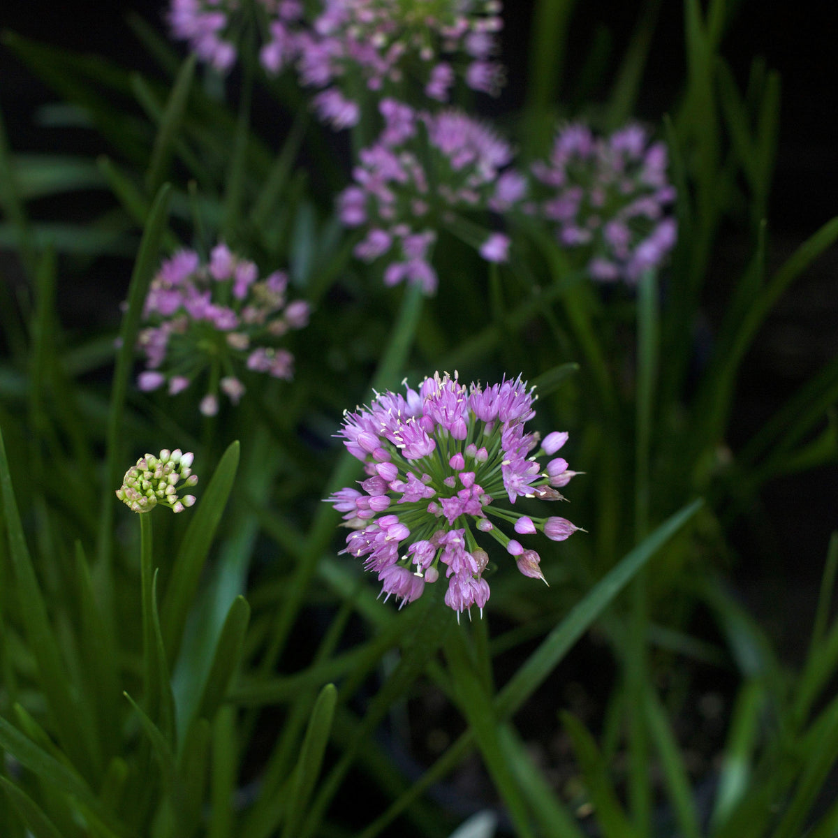 Allium 'Millenium'  - Millenium Ornamental Onion