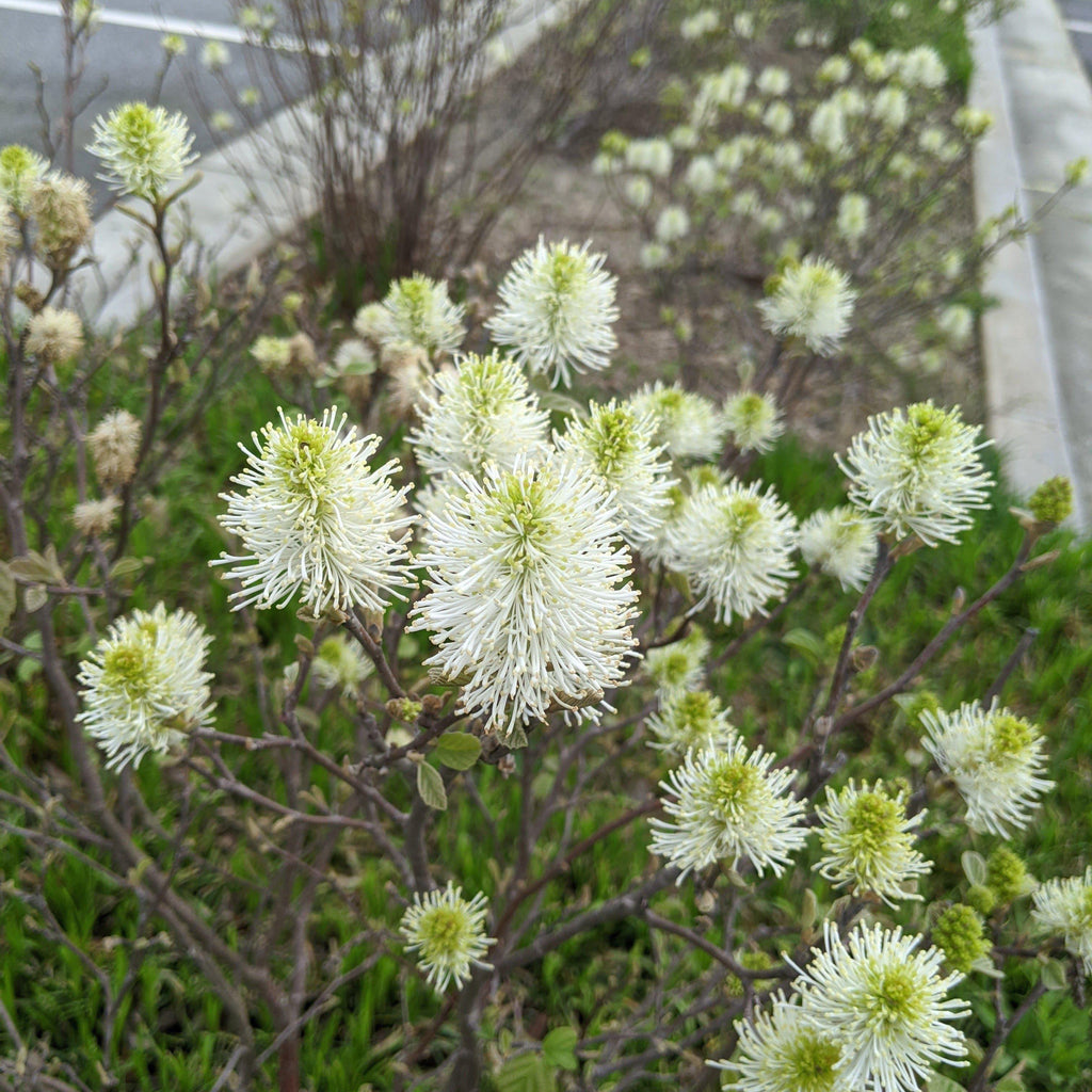 Fothergilla major 'Mount Airy'  - Mount Airy Fothergilla