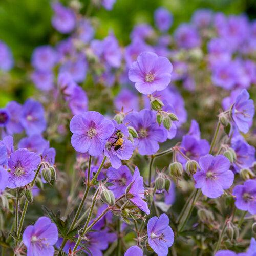 Geranium pratense 'Boom Chocolatta'  - Boom Chocolatta Cranesbill