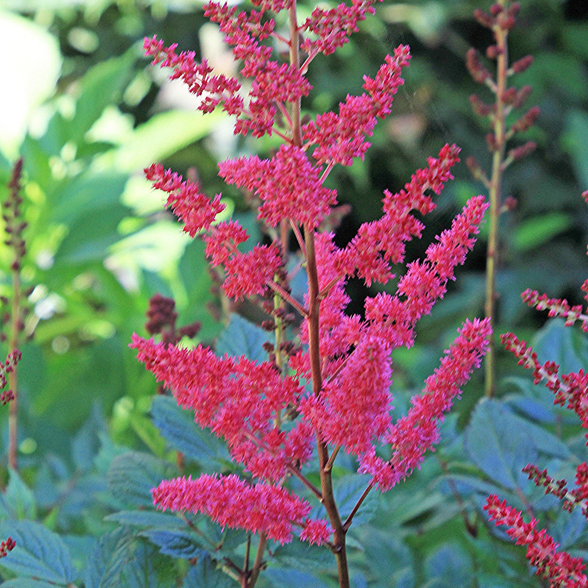 Astilbe 'Versred'  - Younique™ Ruby Red Astilbe
