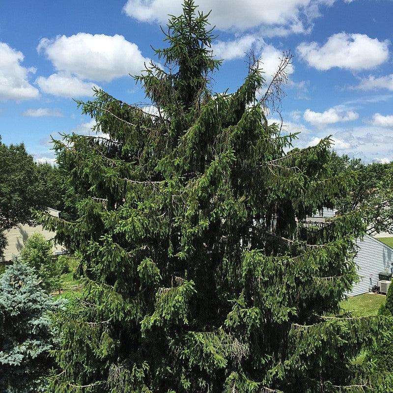 Picea abies  - Norway Spruce