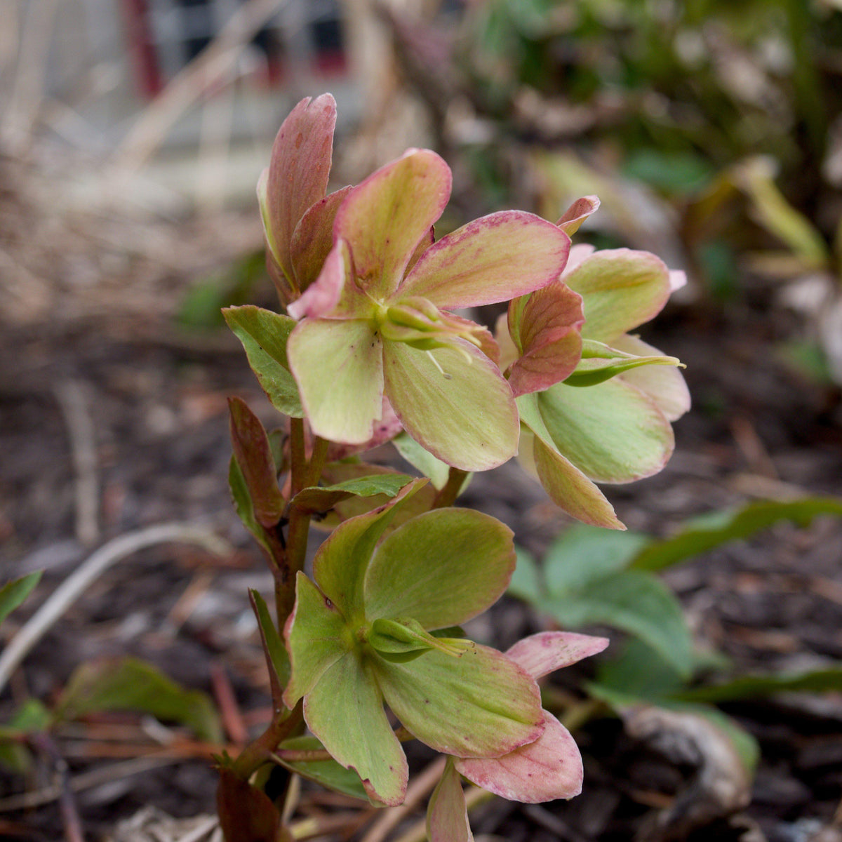 Helleborus x ericsmithii 'COSEH 730'  - HGC® Champion Lenten Rose