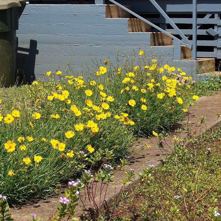 Coreopsis lanceolata  - Lanceleaf Coreopsis