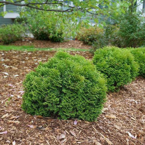 Thuja occidentalis 'SMNTOBAB'  - Tater Tot® Arborvitae