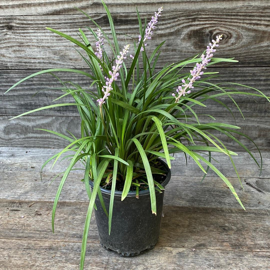 Liriope muscari 'Big Blue'  - Big Blue Lily Turf