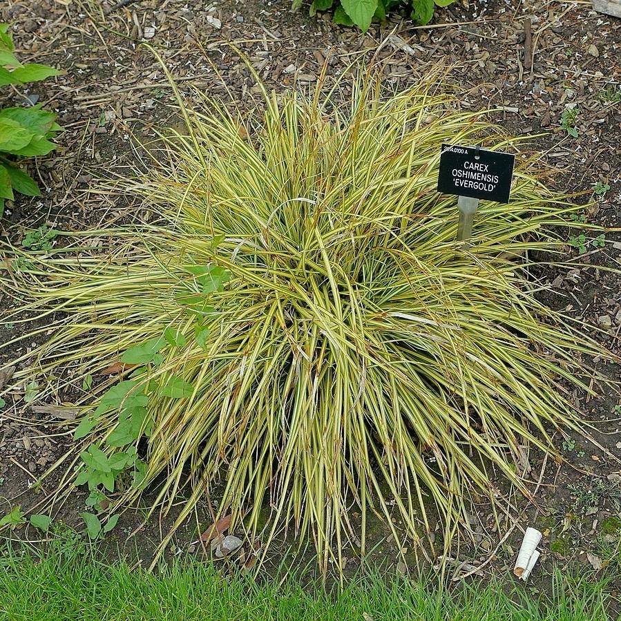 Carex oshimensis 'Evergold'  - Evergold Variegated Sedge