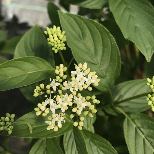 Cornus stolonifera 'SMNCSBD'  - PW® Arctic Fire® Yellow Twig Dogwood