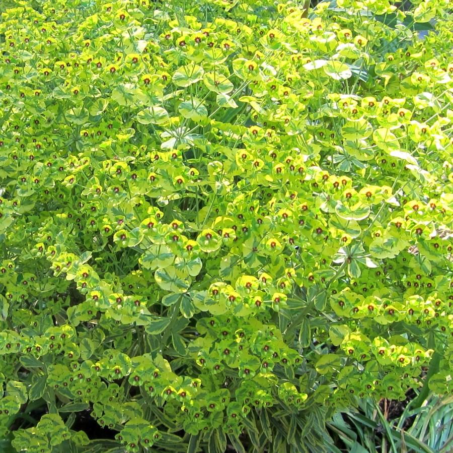 Euphorbia x martinii 'Ascot Rainbow'  - Ascot Rainbow Spurge