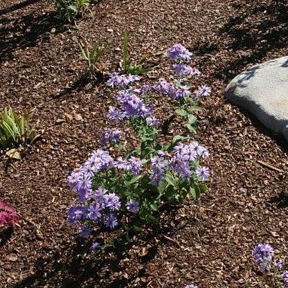 Aster laevis 'Bluebird'  - Bluebird Smooth Aster