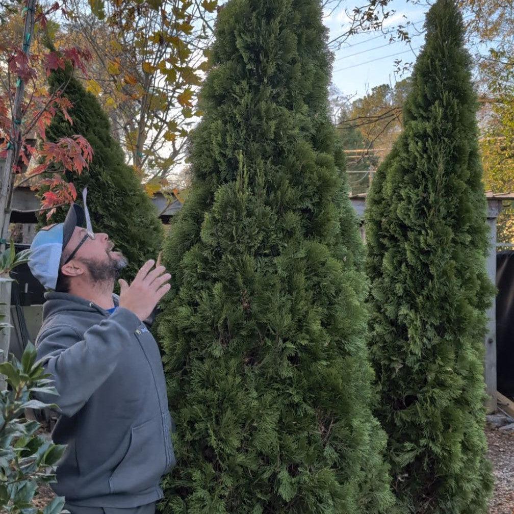 Thuja occidentalis 'Smaragd'  - Emerald Green Arborvitae