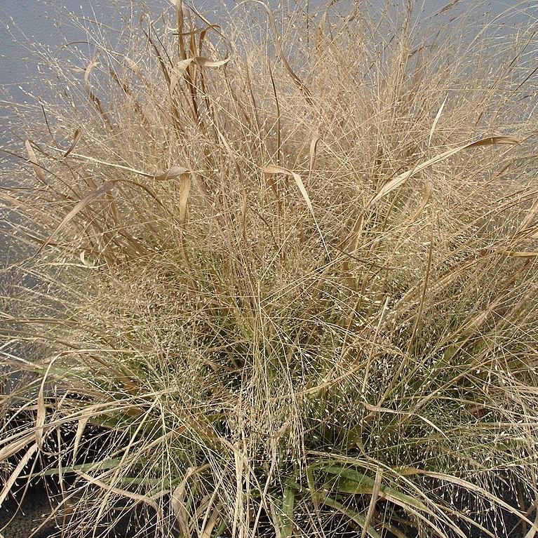 Eragrostis spectabilis  - Purple Lovegrass