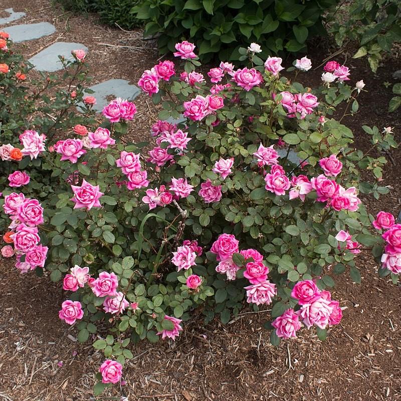 Rosa ‘Radtkopink’ PP 18,507  - Double Pink Knock Out® Rose