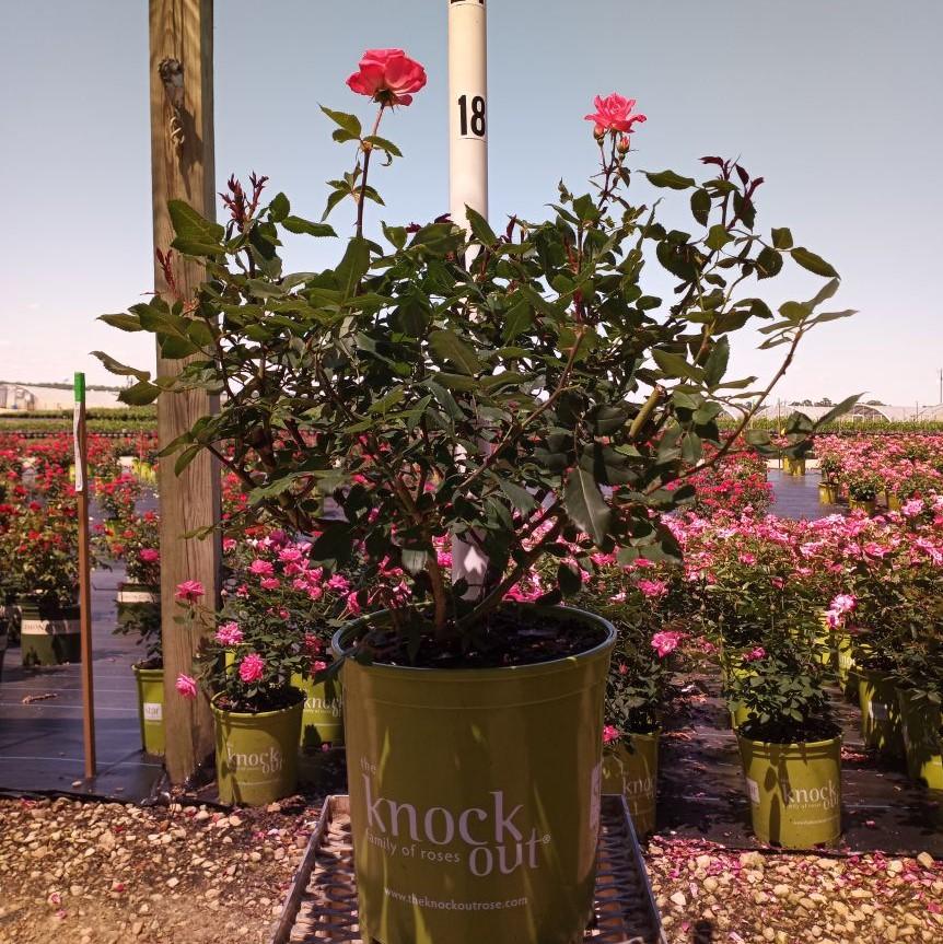 Rosa ‘Radcon’ PP#15,070  - Pink Knock Out® Rose