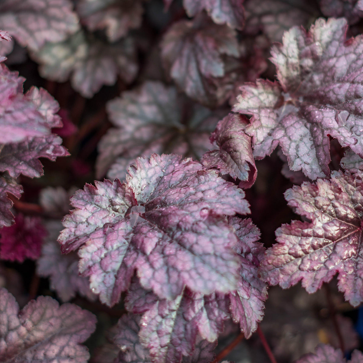 Heuchera x 'Plum Pudding'  - Plum Pudding Coral Bells, Heuchera