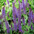 Salvia x sylvestris 'Mainacht’  - May Night Wood Sage