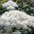 Spiraea x 'SMSMBK'  - Double Play® Blue Kazoo Spirea