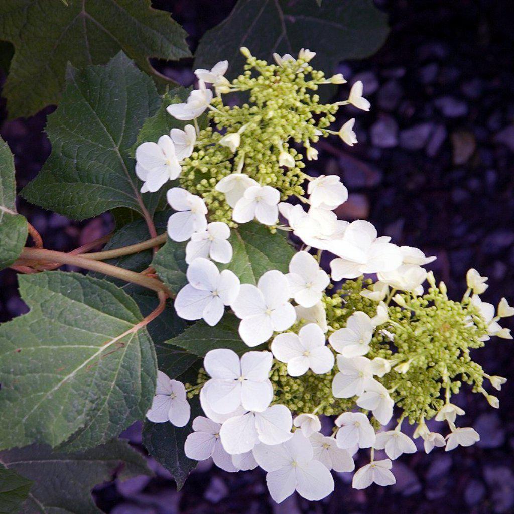 Hydrangea quercifolia 'Pee Wee'  - Pee Wee Oakleaf Hydrangea