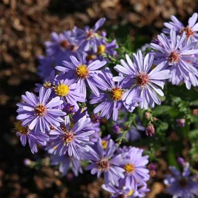 Aster laevis 'Bluebird'  - Bluebird Smooth Aster