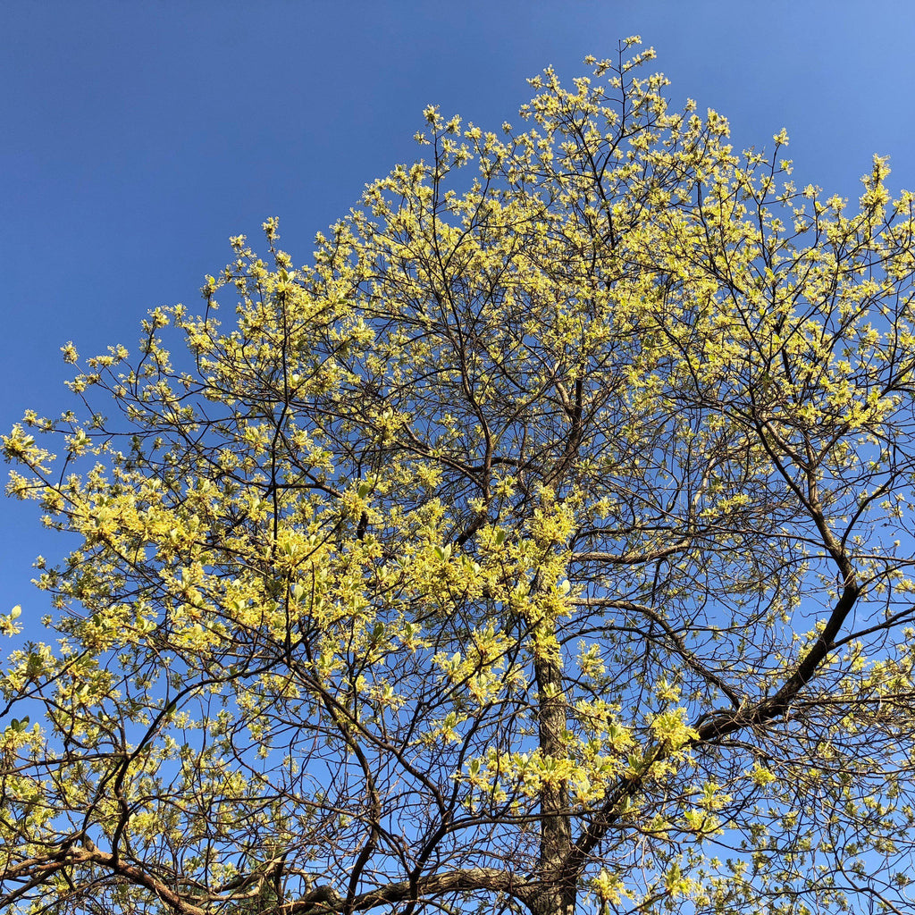 Sassafras albidum  - Sassafras