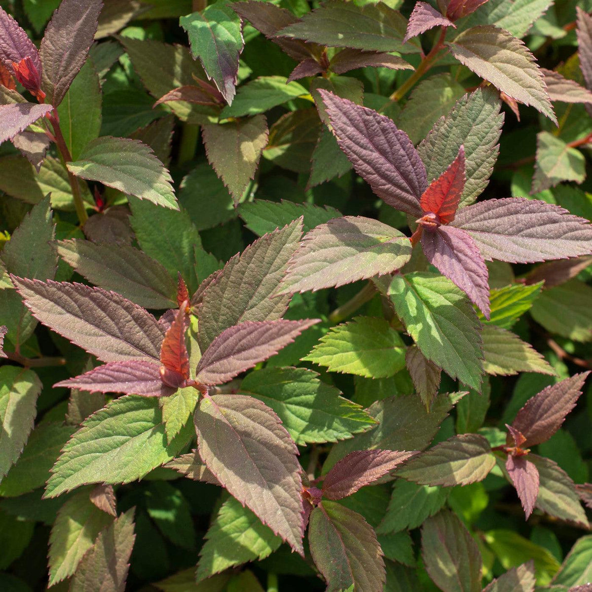 Spiraea japonica 'Iceconspir' PP 33,786  - Empire® Ice Dragon™ Spiraea