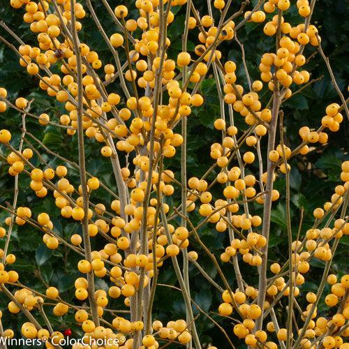 Ilex verticillata 'Roberta Case'  - Berry Heavy® Gold Winterberry