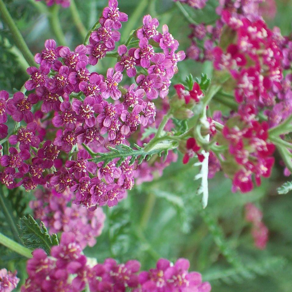 Achillea millefolium 'FLORACHRO1'  - Milly Rock™ Rose Yarrow