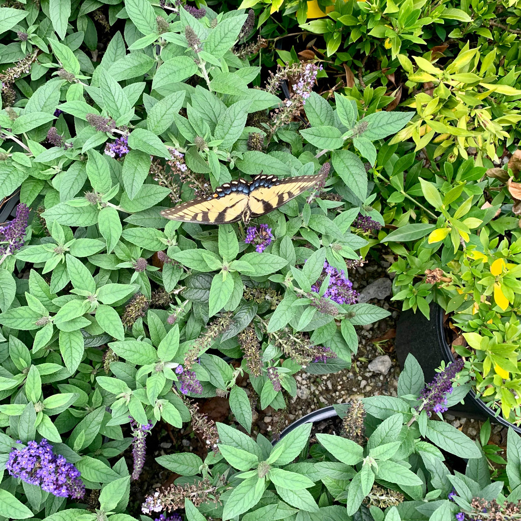 Buddleia davidii 'SMNBDBT' PP#28,794  - Pugster Blue® Dwarf Butterfly Bush