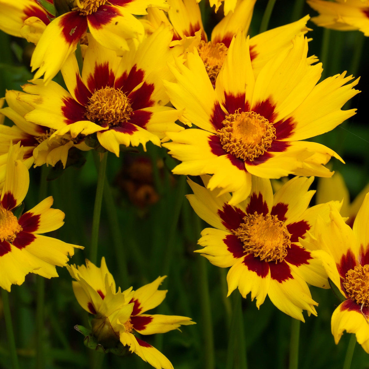 Coreopsis x 'Enchanted Eve' PP27857  - Lil' Bang™ Enchanted Eve Tickseed