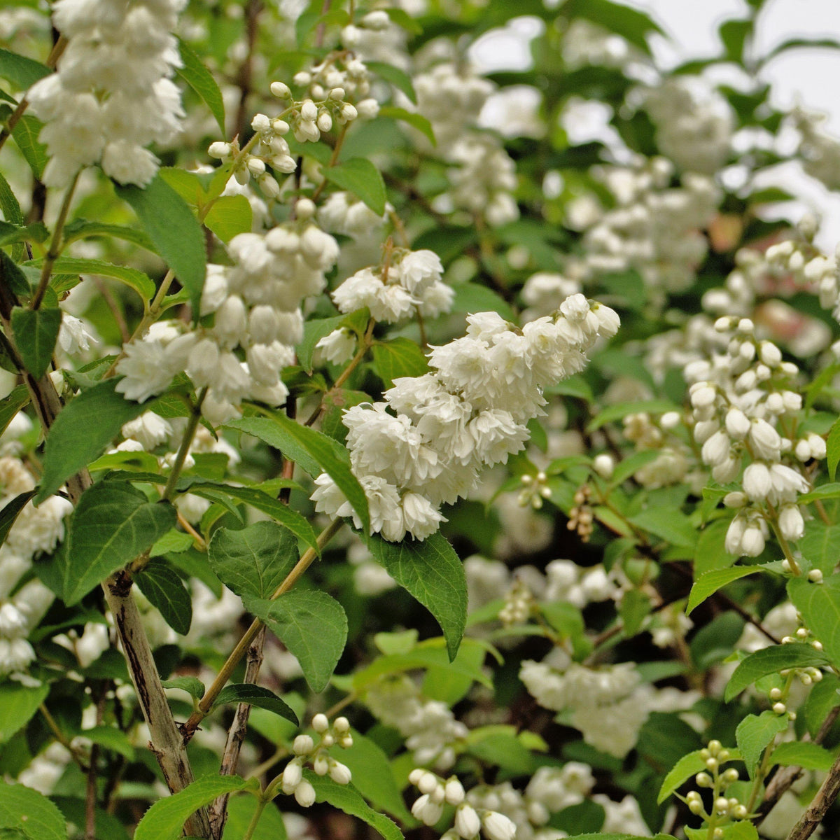 Deutzia sp. 'NCDX1' PP25,916  - Yuki Snowflake® Deutzia