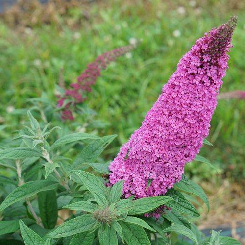 Buddleia davidii SMNBDB'  - Pugster Pinker® Dwarf Butterfly Bush